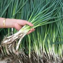 Cien semillas de vegetales de tallo cebollino de toda temporada para plantar jardín huerto exterior macetas cultivo fácil germinación rápida resistente variedad nutritiva fresca - 100 - Ver 5