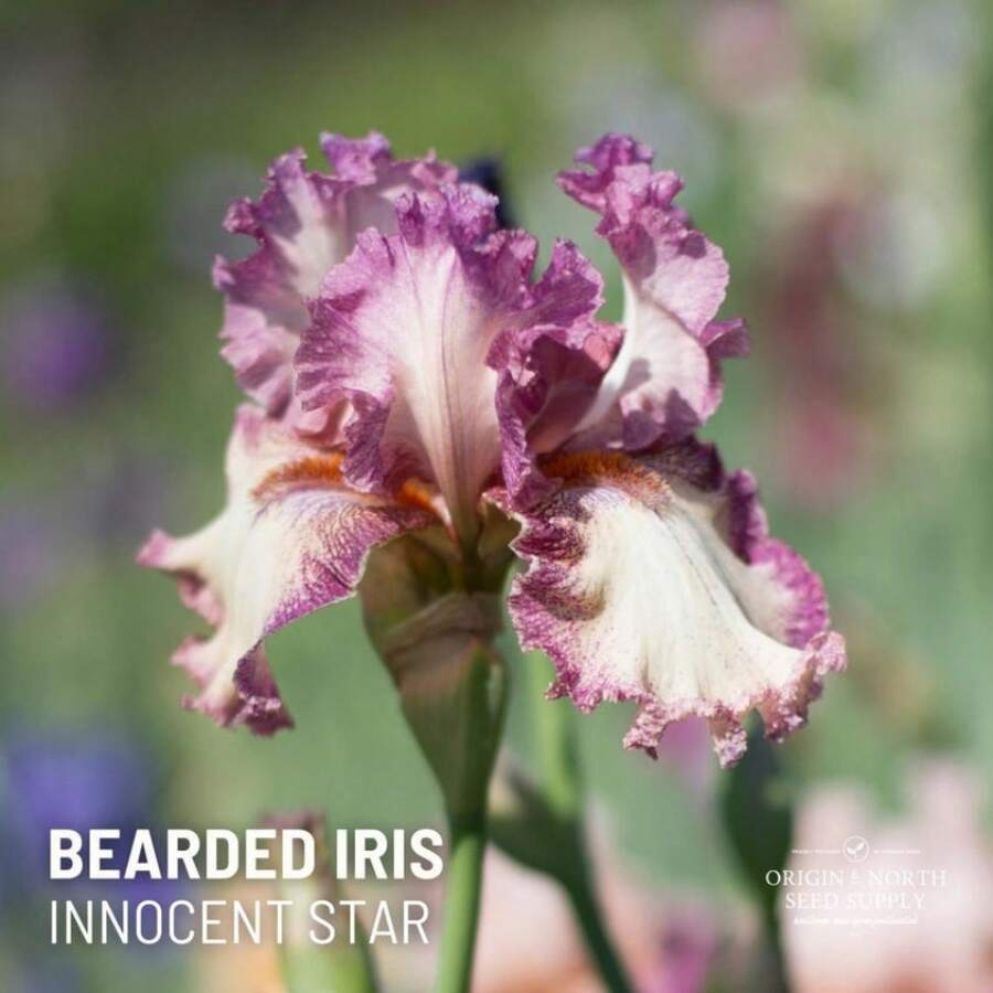 Innocent Star Re-Blooming Bearded Iris Rhizome, Cut Flower Bulbs - Variant1 - View 1