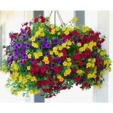 Seeds Calibrachoa Flower Seeds For Planting Outdoor Flowers Plants Horticulture Nature - 200Pcs - View 2