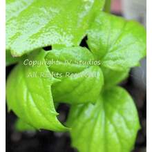 10 SEEDS - Coral Jasmine -Fragrant White Flowers Tropical- Nyctanthes Arbor Tristis - Variant1 - View 3