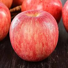 200pcs Dwarf Bonsai Apple Tree Seeds Can Be Used For Planting Indoor Exotic Fruit Tree Bonsai - 200 piezas - Ver 5