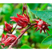 Red Roselle Seeds Hibiscus Sabdariffa For Planting - P - View 4