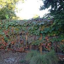 California Wild Grape Vitis Californica Fast Growing High Yield Sweet Flavor Easy Grow 10 Seeds Free Shipping - 變體1 - 查看 4