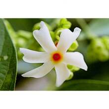10 SEEDS - Coral Jasmine -Fragrant White Flowers Tropical- Nyctanthes Arbor Tristis - Variant1 - View 1