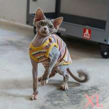【弹力设计】夏季宠物服装无毛猫衣服斯芬克斯德文猫弹力交叉时尚条纹弹力背心