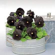 100 Pieces Black Purple Violet Seeds For Planting - Traditional Garden Seeds, Can Produce Lush Flowers