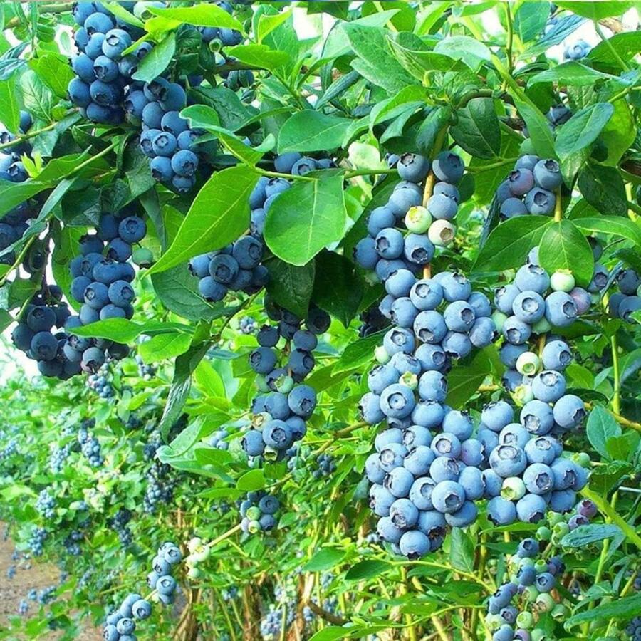Semillas de arándano azul gigante de la herencia: 500+ semillas de fruta súper dulce y no transgénica para plantar en el exterior