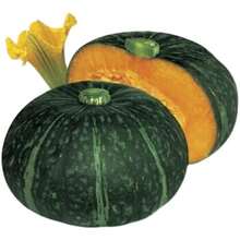piezas de semillas de calabaza verde Beibei, semillas de calabaza castaña, nueva variedad, semillas de vegetales dulces, fragantes y glutinosos para primavera y otoño, flores y plantas de exterior, horticultura, naturaleza - 100 piezas - Ver 6