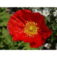 Seeds Red Outdoor Flower Seeds For Planting Cold Tolerant - 200粒種子 - 查看 3