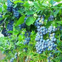 Semillas de arándano azul gigante de la herencia: 500+ semillas de fruta súper dulce y no transgénica para plantar en el exterior