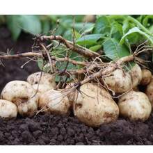 100 Jicama Seeds Drought Resistant Mexican Turnips Mexican Potato Vegetable - 100 - View 2