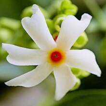 10 SEEDS - Coral Jasmine -Fragrant White Flowers Tropical- Nyctanthes Arbor Tristis - Variant1 - View 5