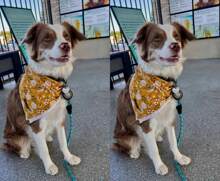 Lionet Paws Dog Bandana For Small Medium Large Dogs, Cat Dogs Kerchief Triangle Bibs Scarf For Girl Or Boy