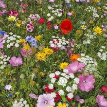 100 semillas de flores silvestres mixtas adecuadas para plantar flores silvestres en las zonas 3-9 - 100 - Ver 3