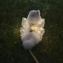 Alas de perro, mariposa brillante, decoración trasera para mascotas, accesorios creativos para gatos, ropa para perros pequeños y medianos, suministros para mascotas - Negro - Ver 9