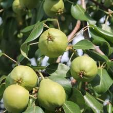 Flower Seed Pear Tree Fruit Seeds, Fast Growth And Germination Speed, Rich In Vitamins, Sweet Taste, Suitable For Planting In Outdoor Gardens, Attracting The Perfect Gifts Of Passengers, Suitable For The Planting And Breeding Of Courtyard And Family Farms - 30 - Xem 2