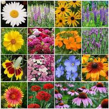 100 semillas de flores silvestres mixtas adecuadas para plantar flores silvestres en las zonas 3-9 - 100 - Ver 2