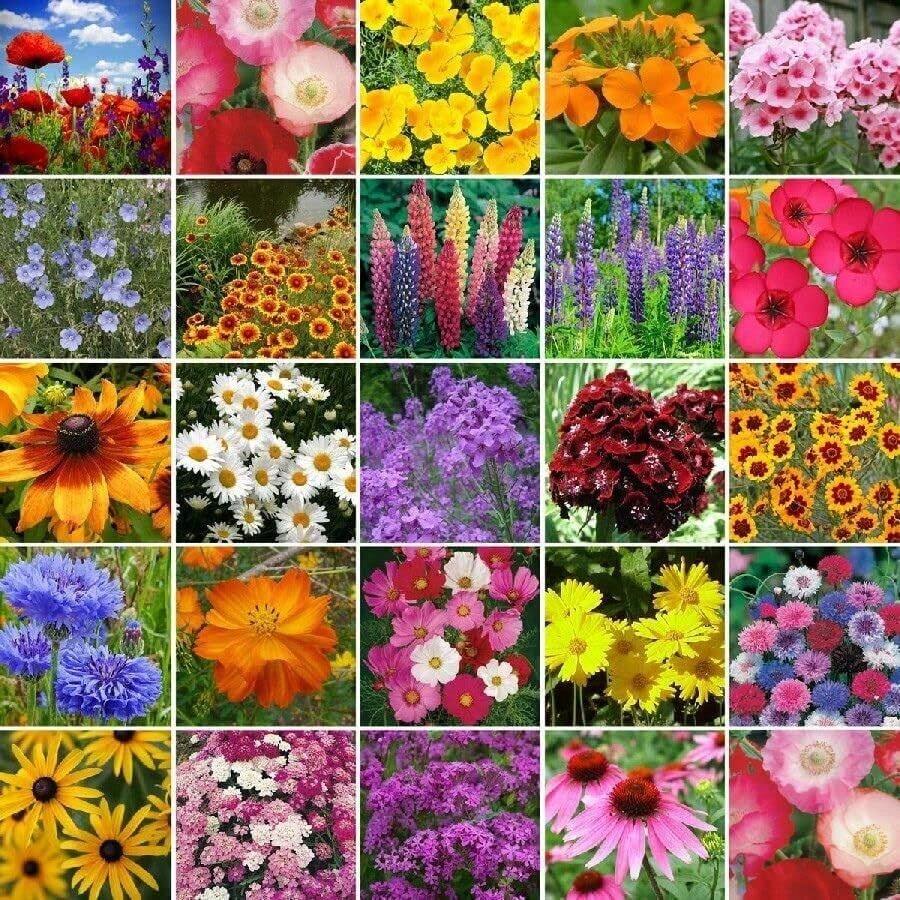 100 semillas de flores silvestres mixtas adecuadas para plantar flores silvestres en las zonas 3-9 - 100 - Ver 1