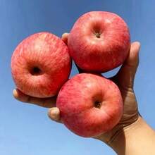 200pcs Dwarf Bonsai Apple Tree Seeds Can Be Used For Planting Indoor Exotic Fruit Tree Bonsai - 200 piezas - Ver 2