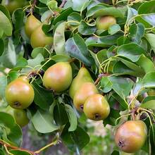Flower Seed Pear Tree Fruit Seeds, Fast Growth And Germination Speed, Rich In Vitamins, Sweet Taste, Suitable For Planting In Outdoor Gardens, Attracting The Perfect Gifts Of Passengers, Suitable For The Planting And Breeding Of Courtyard And Family Farms - 30 - Xem 4
