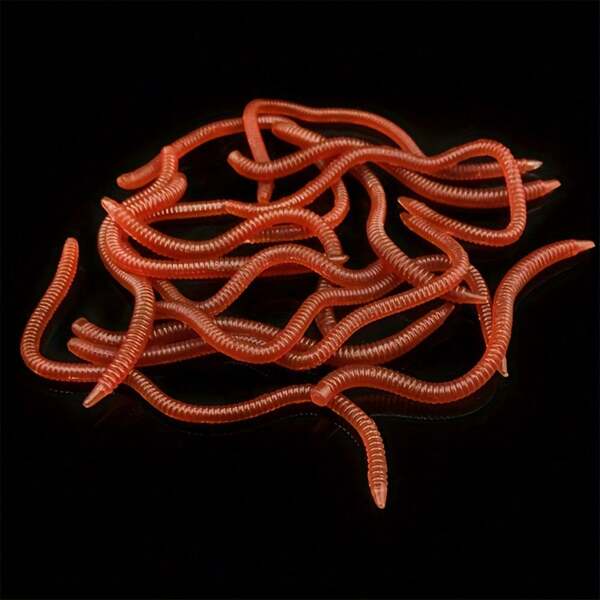 100pcs Soft Bait Set Of Realistic Silicone Worms, Suitable For Freshwater & Saltwater Fishing - High-Efficiency Lifelike Fishing Tackle