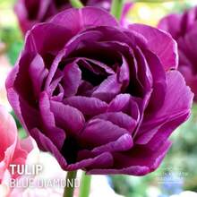 Seeds Blue Diamond Tulip Bulbs, Cut Flower B-Ulbs, PRE-ORDER - Variant1 - View 3