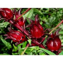 Red Roselle Seeds Hibiscus Sabdariffa For Planting - P - View 3