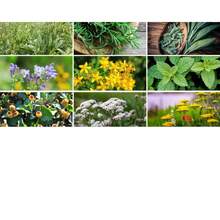 In Stock Survival Garden, Combo - 80 Vegetable & Medicinal Herb Varieties, Over 9100 Seeds, Heirloom, Long Shelf Life, Emergency, Gardening Gift - 變體1 - 查看 1
