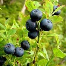 300 semillas de arbusto de frutos de ARÁNDANO COMÚN (Vaccinium myrtillus), arándano europeo, en stock - Variante 1 - Ver 3