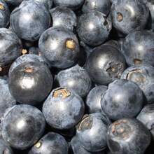 300 semillas de arbusto de frutos de ARÁNDANO COMÚN (Vaccinium myrtillus), arándano europeo, en stock - Variante 1 - Ver 4