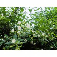 10 SEEDS - Coral Jasmine -Fragrant White Flowers Tropical- Nyctanthes Arbor Tristis - Variant1 - View 2