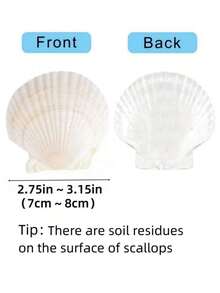 5/10 sztuk dużych naturalnych muszli przegrzebków nadaje się do rzemiosła DIY malowanie tworzenia biżuterii, rekwizyty do dekoracji domu, dekoracje ślubne prezenty rozmiar: 7-8 cm/2,75-3,15 cala