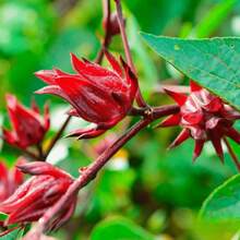 Red Roselle Seeds Hibiscus Sabdariffa For Planting - P - View 7
