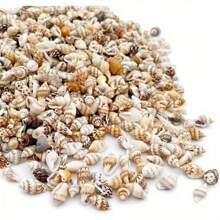 1 pieza/30g-60g Pequeña mezcla de conchas marinas naturales, adecuadas para decoración del hogar, decoración de sobremesa, acuario y fondo de terrario, reemplazo de concha para cangrejos ermitaños