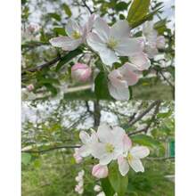 300 Apple Seeds, Natural, Healthy, And Delicious, Creating A Green Orchard - G - View 5