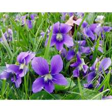 Violet Seeds For Growing Viola Odorata Perennial Fragrant Cut Flower Ground Cover Plant Bedside Container Outdoor Flower Seeds - 2000 - View 7