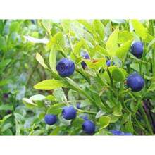 300 semillas de arbusto de frutos de ARÁNDANO COMÚN (Vaccinium myrtillus), arándano europeo, en stock - Variante 1 - Ver 6