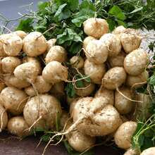 100 Jicama Seeds Drought Resistant Mexican Turnips Mexican Potato Vegetable - 100 - View 4