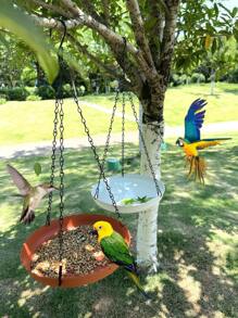 1 pezzo Mangiatoia per uccelli da appendere per giardino esterno - In plastica resistente, a doppio uso per cibo e acqua, facile da installare, adatta per pappagalli e colibrì, stazione decorativa per uccelli con catena