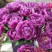 Seeds Blue Diamond Tulip Bulbs, Cut Flower B-Ulbs, PRE-ORDER - Variant1 - View 2