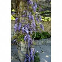 10 Blooming Chinese Wisteria Seeds