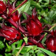 Red Roselle Seeds Hibiscus Sabdariffa For Planting - P - View 6