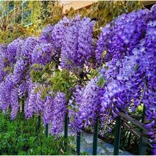 10 Blooming Chinese Wisteria Seeds