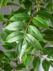 76/140cm Tropical Artificial Ficus Tree Fake Large Nandina Tree Branch Plastic Palm Tree Plastic Lacquer Plants ;Eaves Tall Green Banyan Plants For Home Garden Office Decor Without Pot