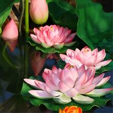 6 أزهار بردي طبيعية عائمة، مناسبة لديكور المنزل والأحواض المائية وترتيب البرك، كذلك هدايا مثالية لعيد الميلاد وعيد الأم وعيد الأب