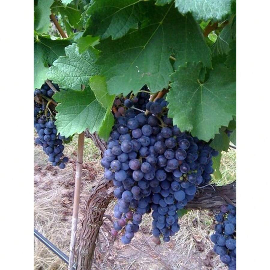 California Wild Grape Vitis Californica Fast Growing High Yield Sweet Flavor Easy Grow 10 Seeds Free Shipping - 變體1 - 查看 1