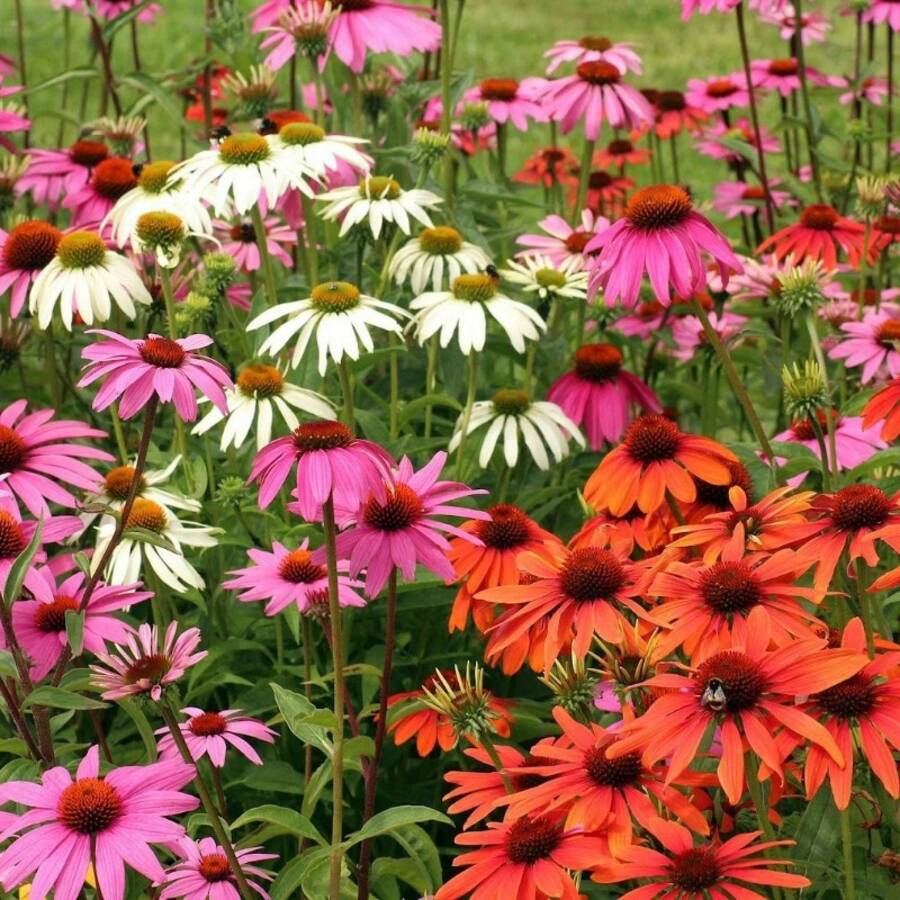 Semillas populares de Equinácea purpúrea (Echinacea purpurea) con alta ...