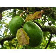 10x Avocado Samen Frisch - Gentechnikfrei Zum Anpflanzen & Züchten