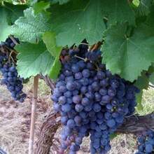 California Wild Grape Vitis Californica Fast Growing High Yield Sweet Flavor Easy Grow 10 Seeds Free Shipping - 變體1 - 查看 3