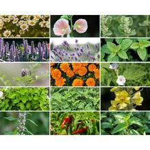 In Stock Survival Garden, Combo - 80 Vegetable & Medicinal Herb Varieties, Over 9100 Seeds, Heirloom, Long Shelf Life, Emergency, Gardening Gift - 變體1 - 查看 3